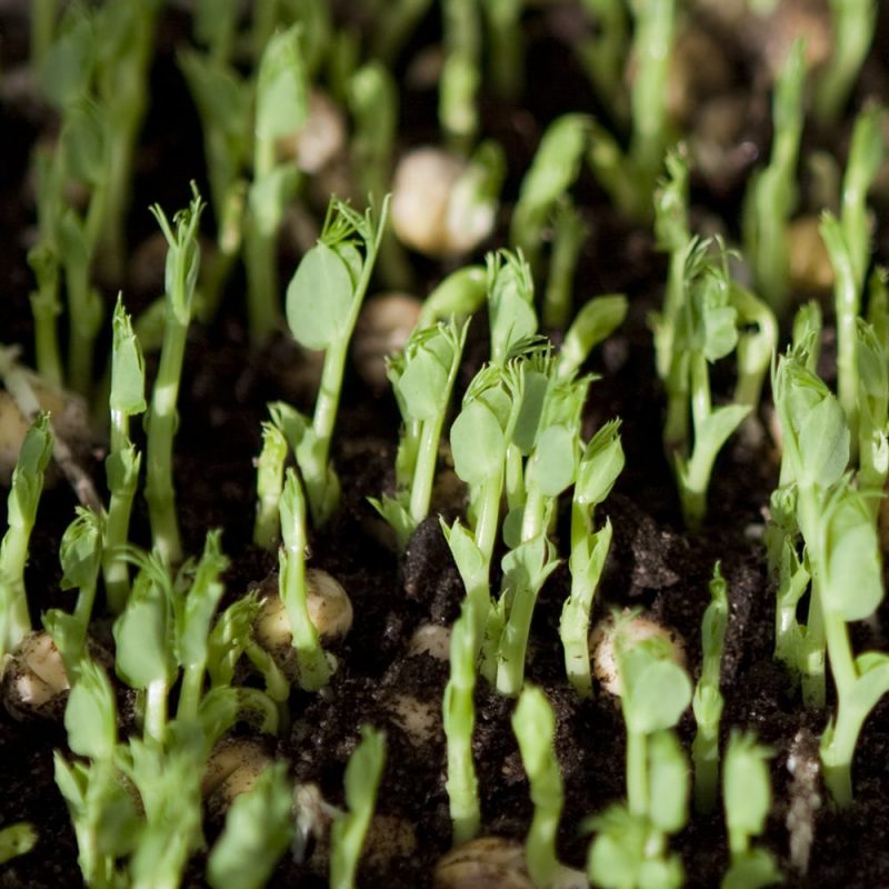 Silpoydinherne Pisum sativum Kekkilä