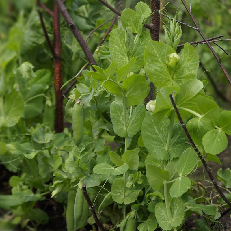 Taittoydinherne Pisum sativum Kekkilä