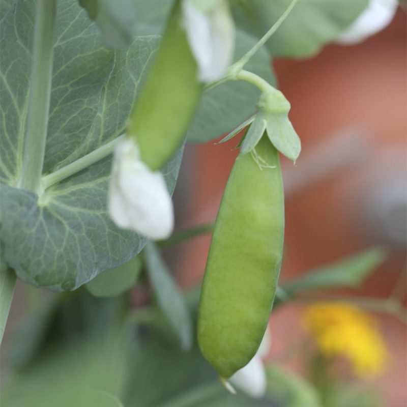 Sokeriherne Pisum Sativum Kekkila_2