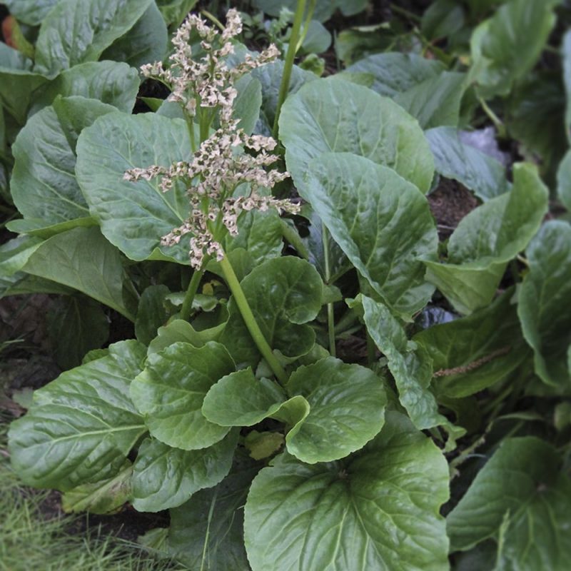 Herttavuorenkilpi Bergenia cordifolia