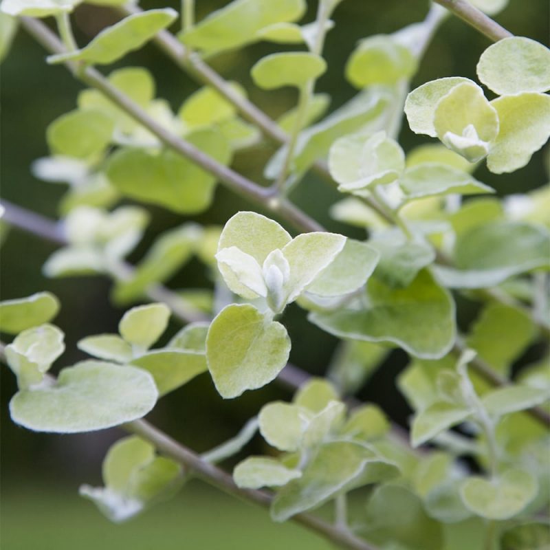 Hopeakäpälän Helichrysum petiolare lehdet