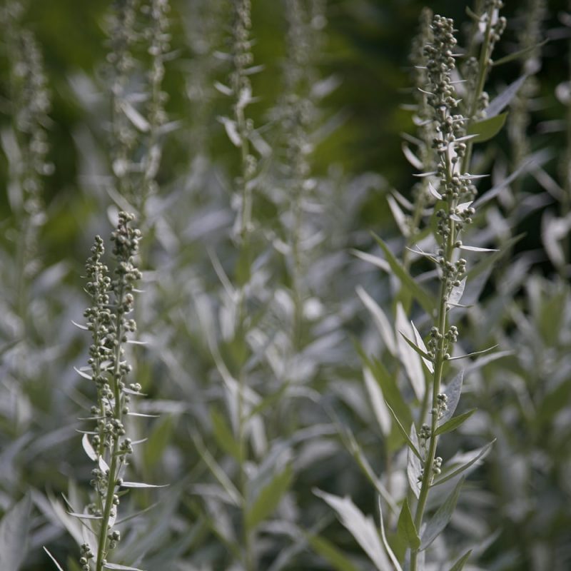 Hopeamaruna Artemisia ludoviciana