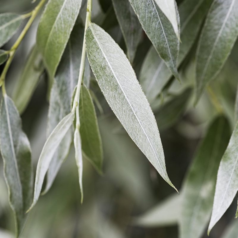 Hopeasalava Salix alba var. sericea ’Sibirica’ lehti