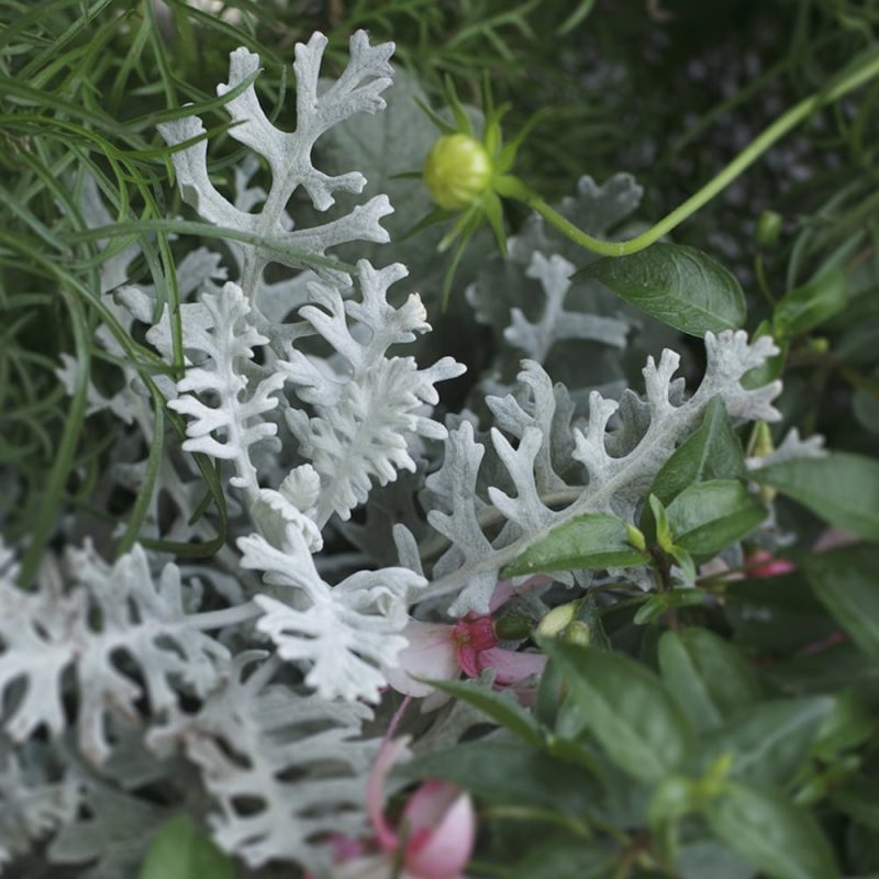 Hopeavillakko Senecio cineraria