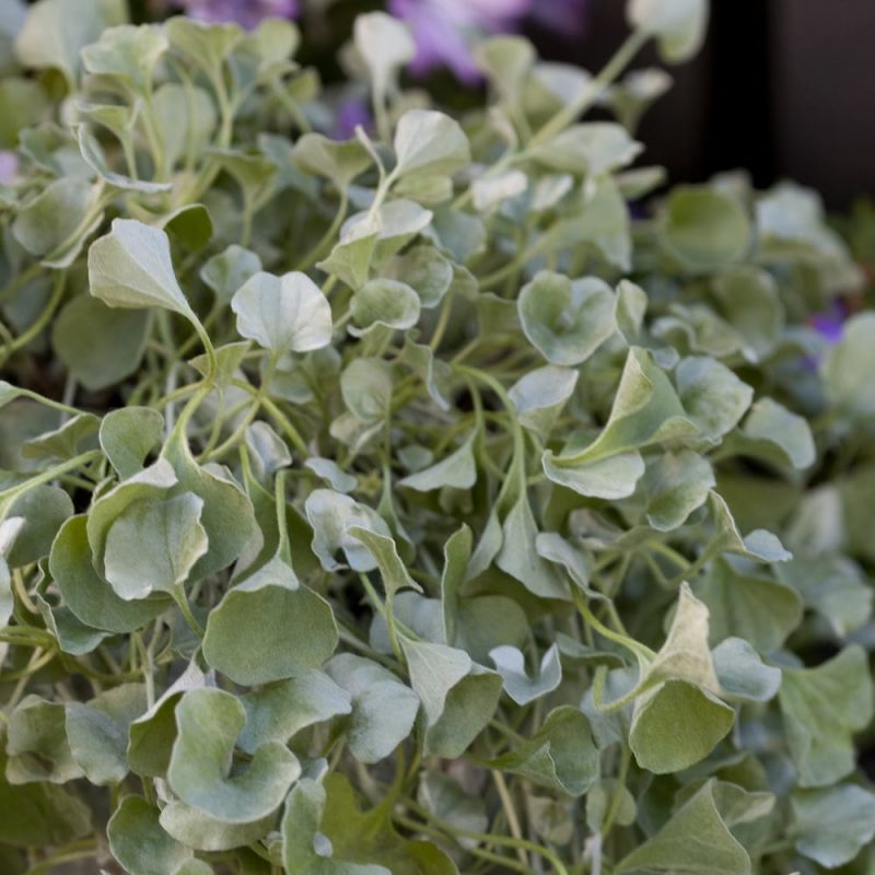 Hopeavitja Dichondra argentea 'Silver Falls'