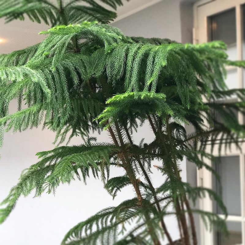 Huonekuusi Araucaria heterophylla Kekkilä