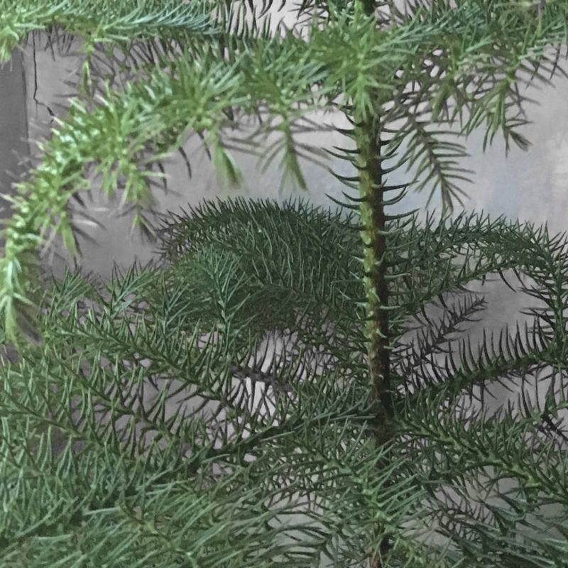 Huonekuusi Araucaria heterophylla