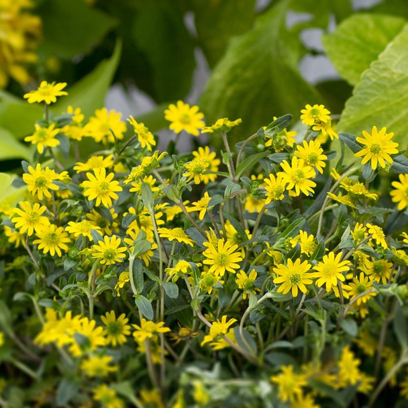 Huovinkukka Sanvitalia procumbens