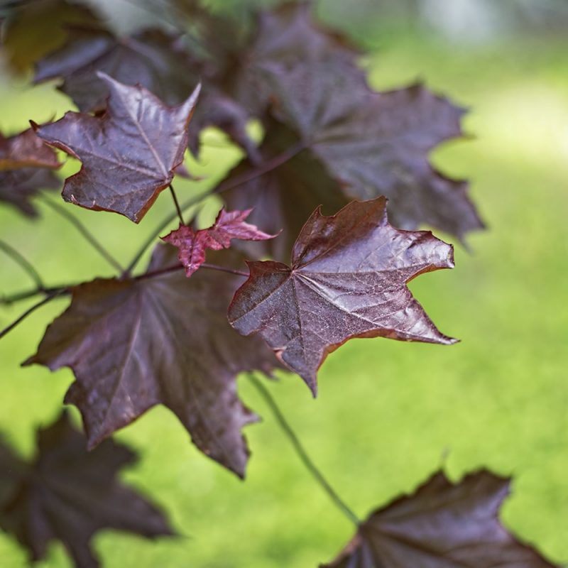 Hurmevaahtera Acer platanoides 'Faassens black' lehti