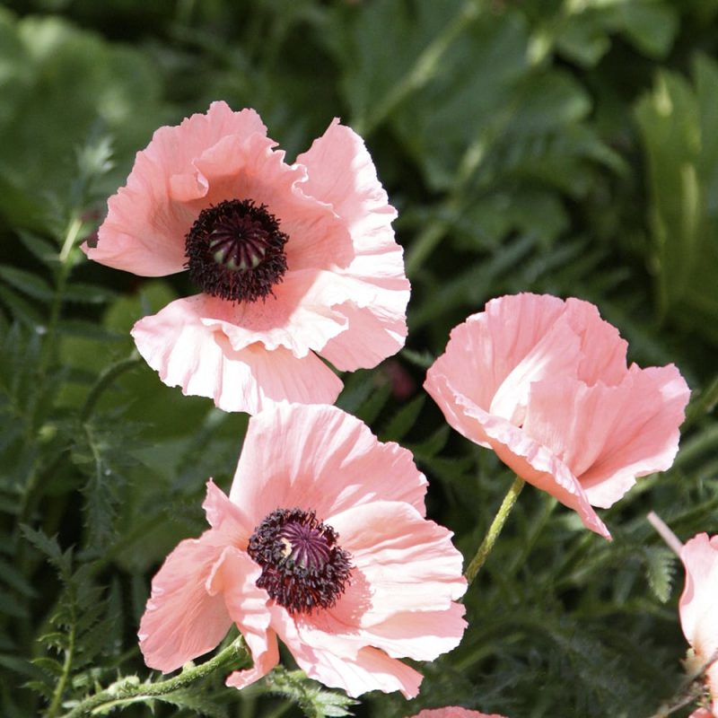 Idänunikko Papaver Orientale, vaaleanpunainen