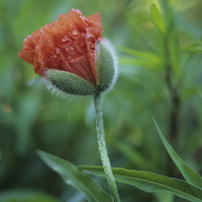 Idänunikko Papaver Orientale aukeamassa