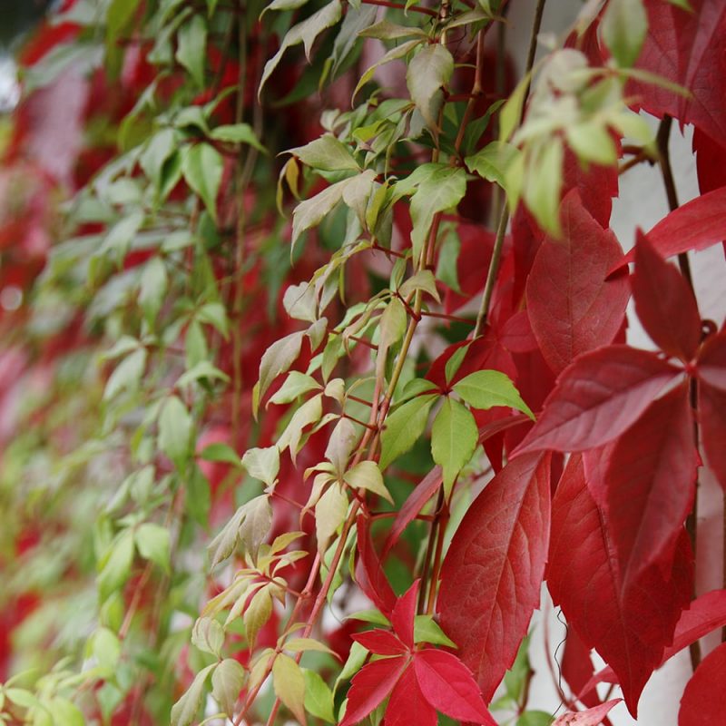 Imukärhivilliviini Parthenocissus quinquefolia