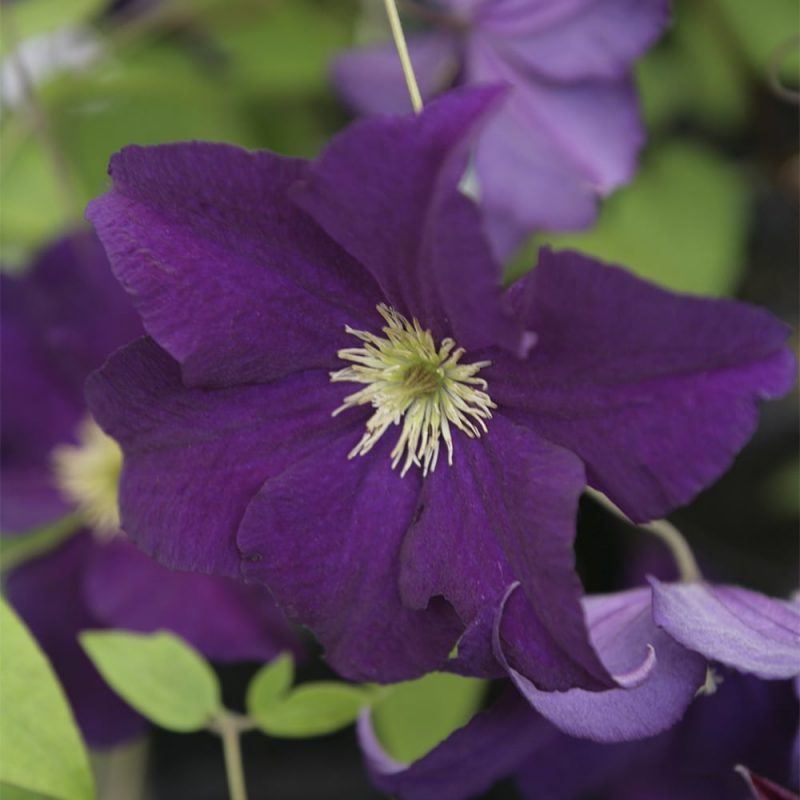 Isokukkainen kärhö Clematis Jackmannii