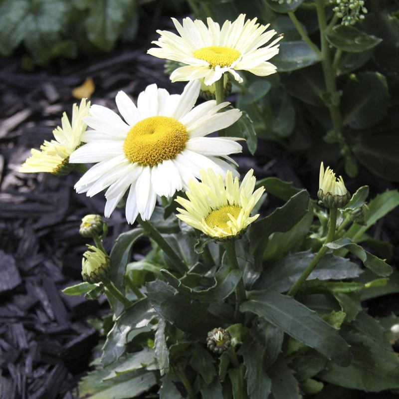 Isopäivänkakkara Leucanthemum x suberbum