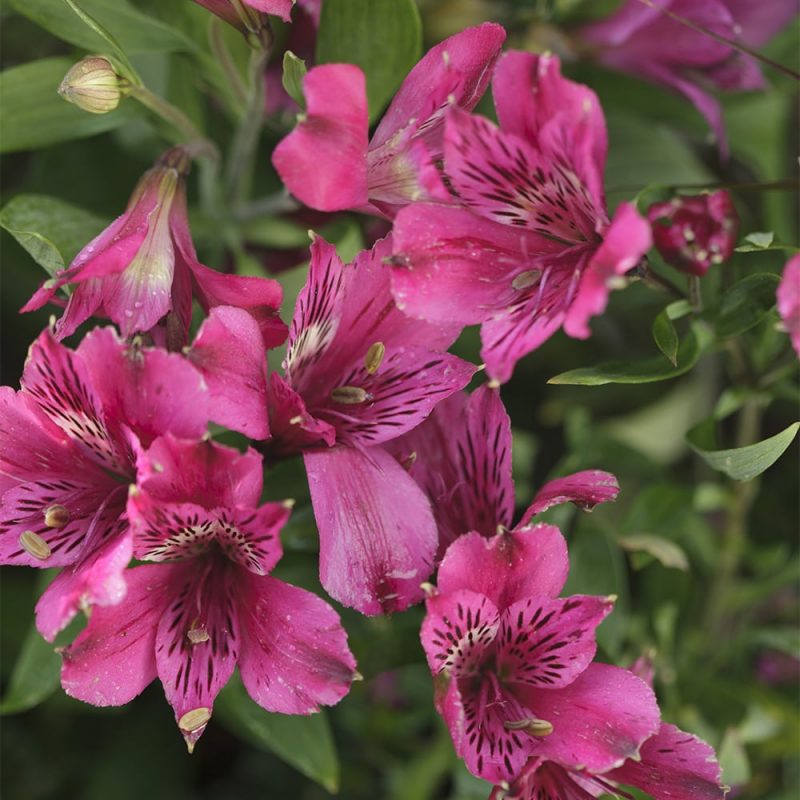 Jaloalströmeria Alstroemeria, punainen