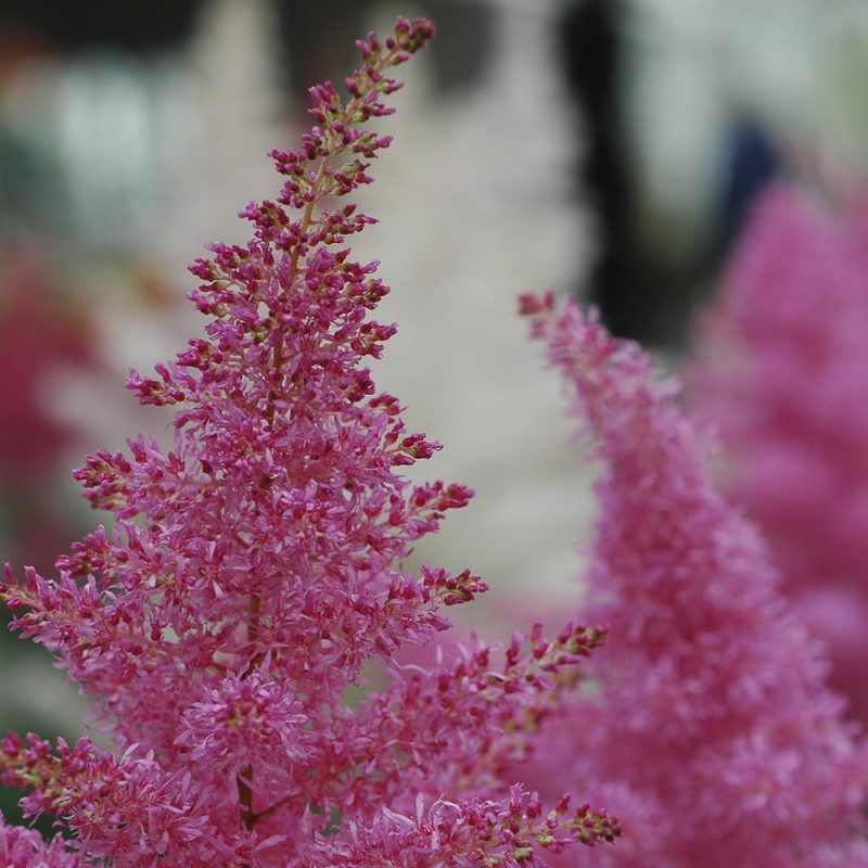 Jaloangervo Astilbe