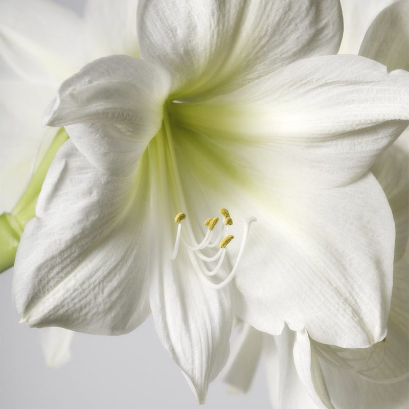 Jaloritarinkukka, amaryllis Hippeastrum sp. valkoinen kukka