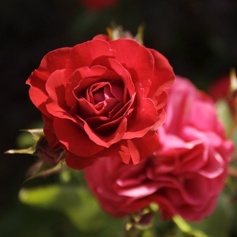 Jaloruusu_Rosa sp. punainen kukka