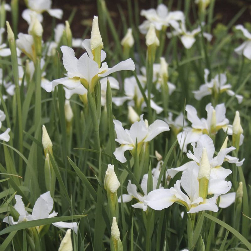 Japaninkurjenmiekka Iris ensata