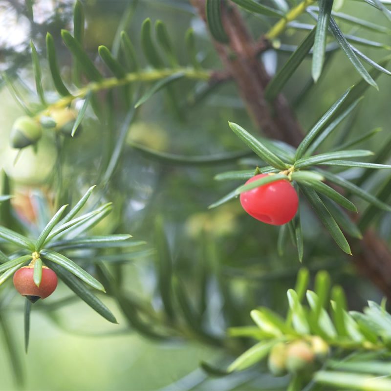 Japaninmarjakuusi Taxus cuspidata