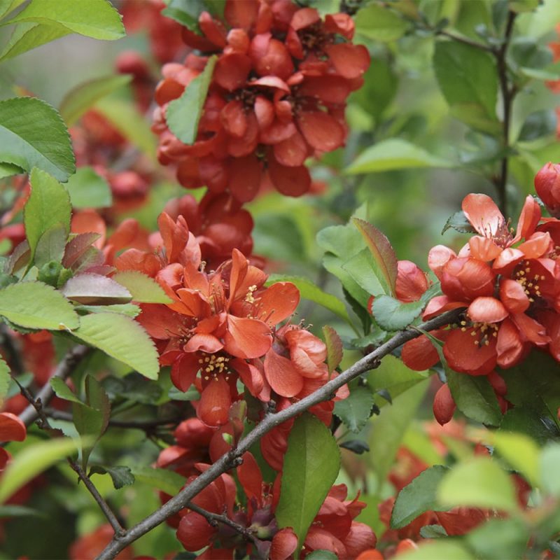 Japaninruusukvittenin Chaenomeles japonica kukka