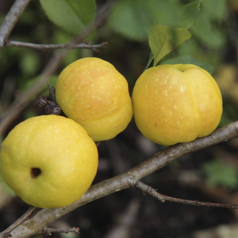 Japaninruusukvittenin Chaenomeles japonica hedelmä