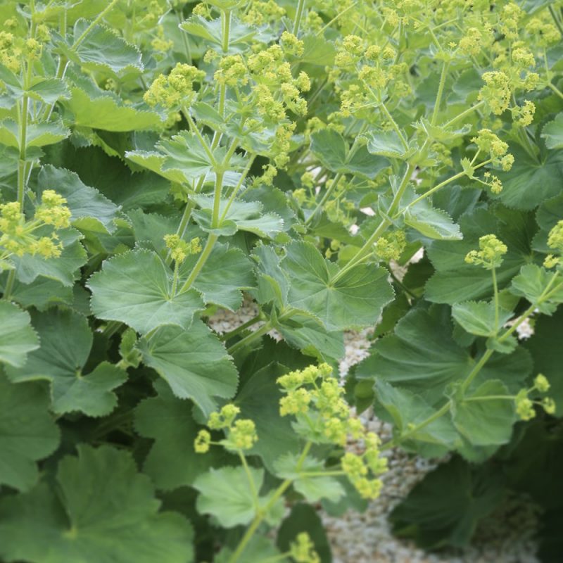 Jättipoimulehti Alchemilla mollis