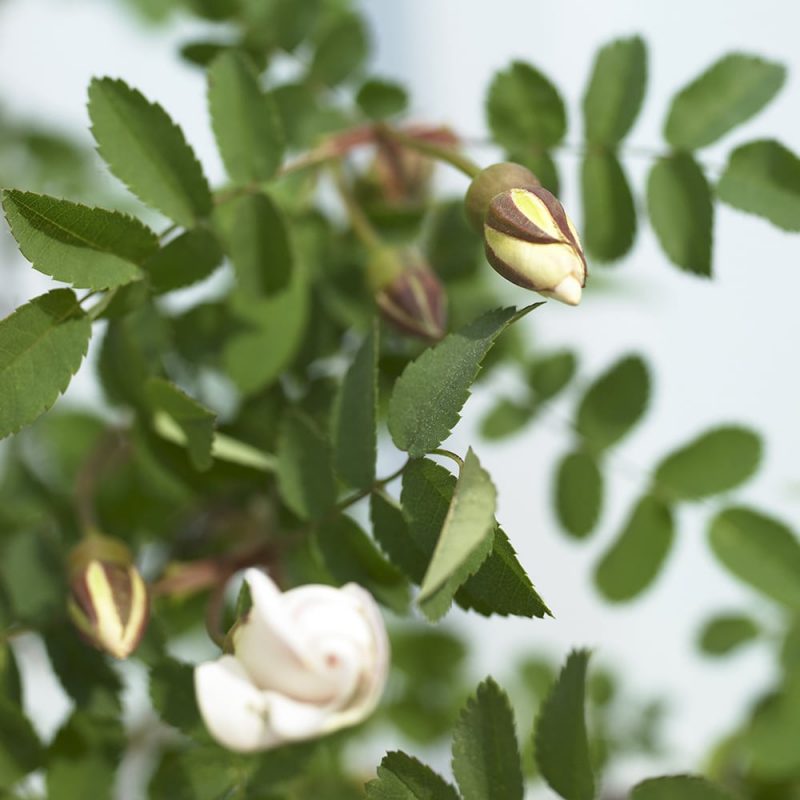 Juhannusruusu Rosa pimpinellifolia