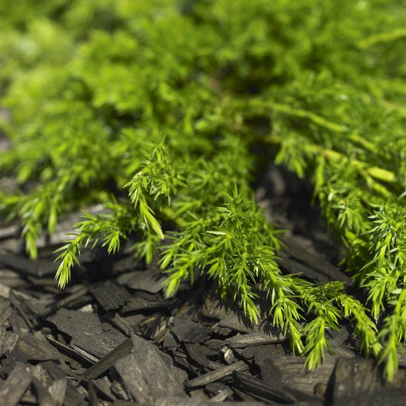 Kääpiökatajan Juniperus communis neulaset