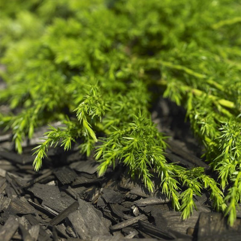 Kääpiökatajan Juniperus communis neulaset