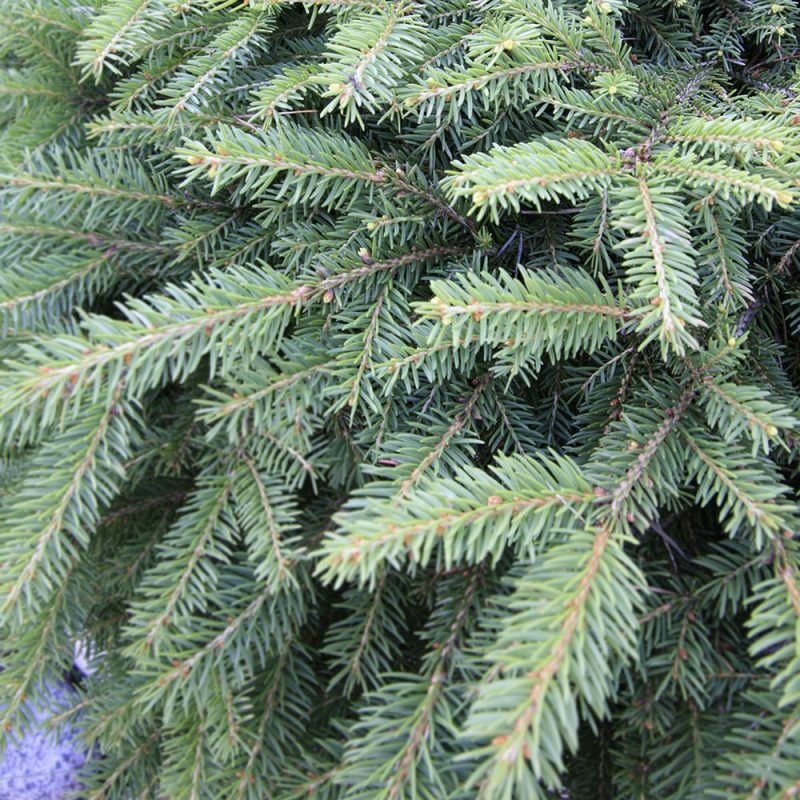 Kääpiömustakuusi Picea mariana ’Nana'