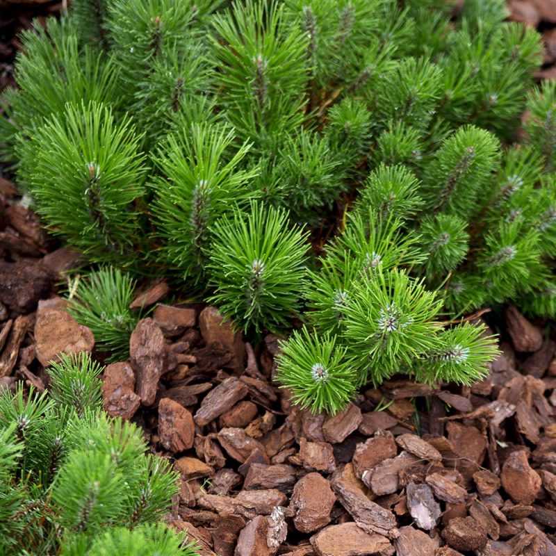 Kääpiövuorimänty Pinus mugo