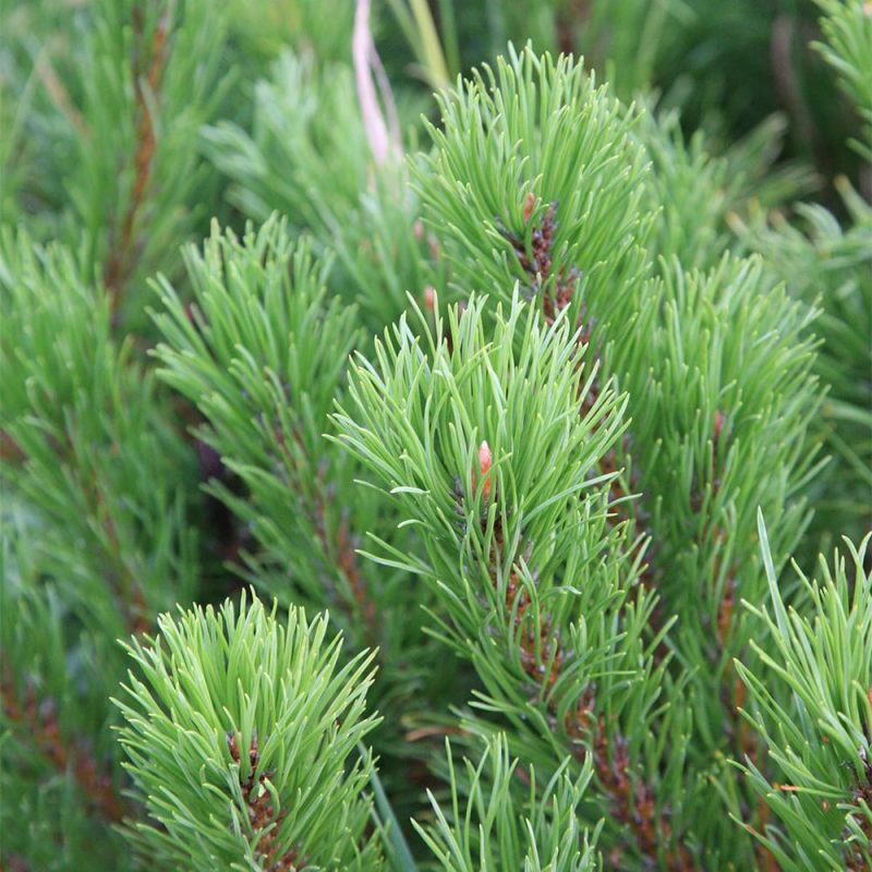 Kääpiövuorimänty Pinus mugo neulaset