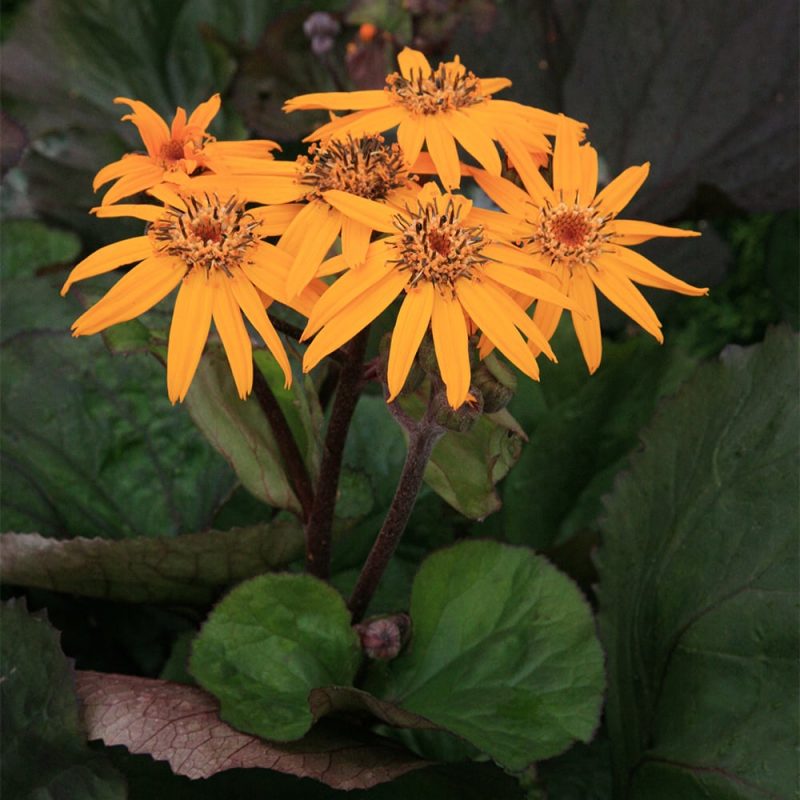 Kallionauhus Ligularia dentata