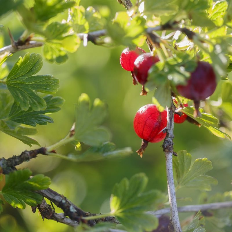 Karviainen Ribes Uva-crispa