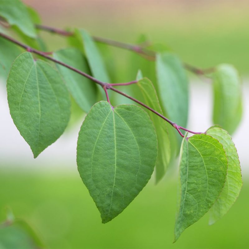 Katsuran Cercidiphyllum japonicum lehti