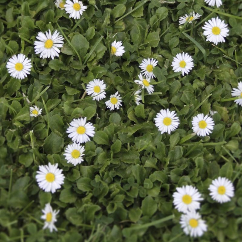 Kaunokainen Bellis perennis