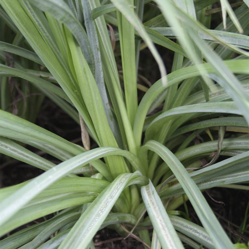 Kaurajuuri Tragopogon porrifolius