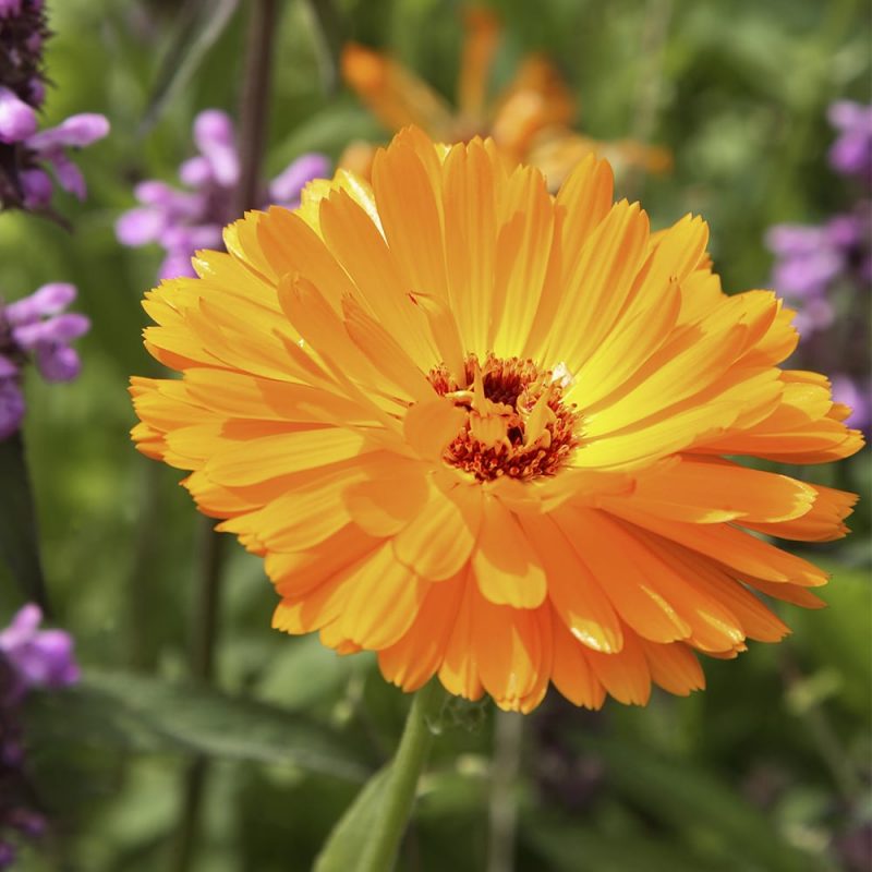 Kehäkukan Calendula officinalis oranssi kukka