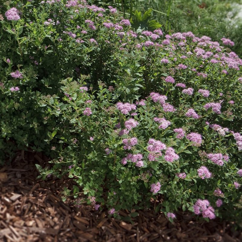 Keijuangervo Spiraea japonica ’Little Princess’