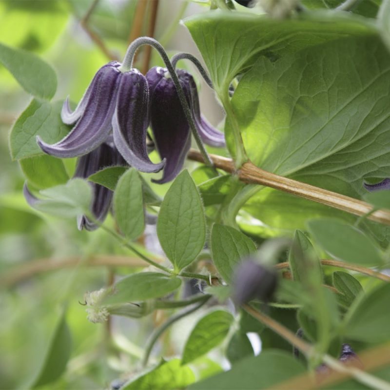 Kellokärhö Clematis integrifolia