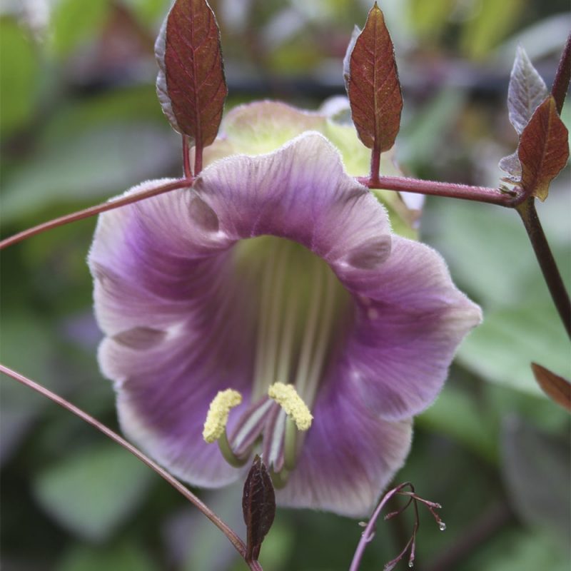 Kelloköynnös Cobaea scandens