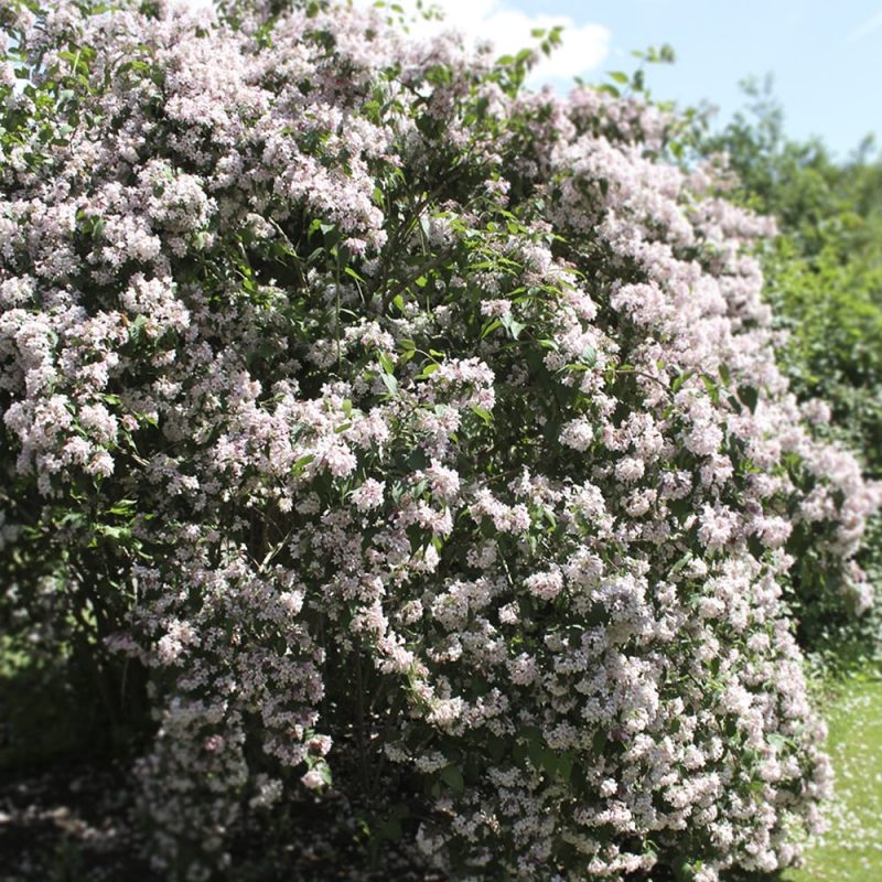 Kellokuusama Kolkwitzia amabilis pensas