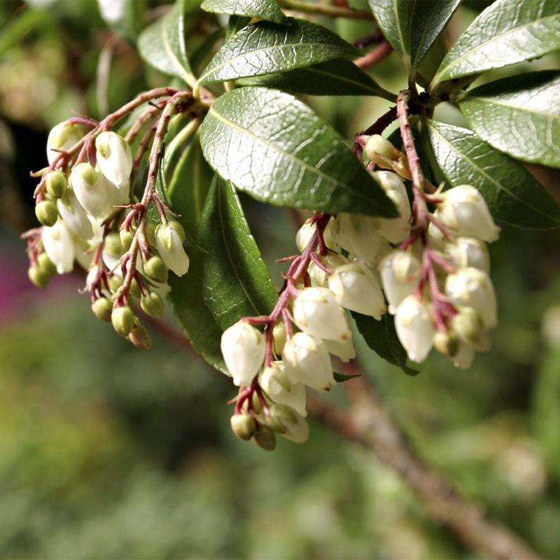 Kellovaivero Pieris floribunda