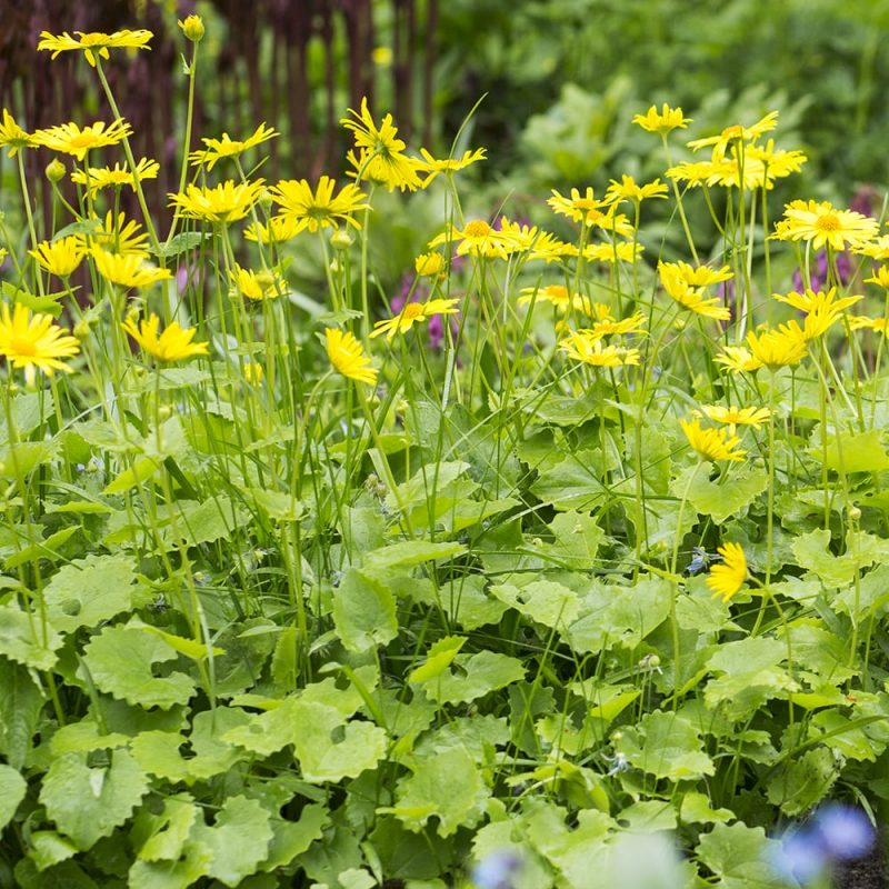 Kevätvuohenjuuri Doronicum orientale