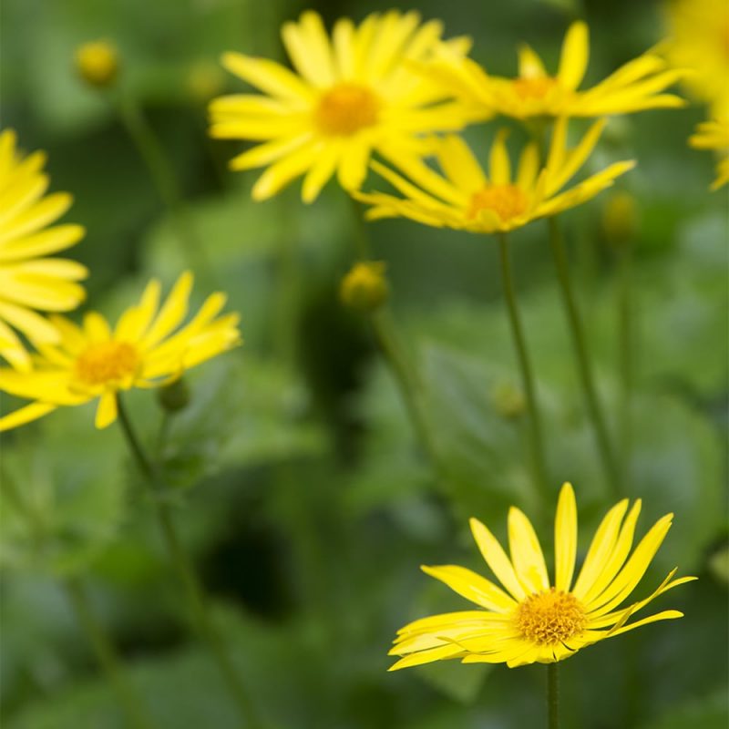 Kevätvuohenjuuren Doronicum orientale kukka