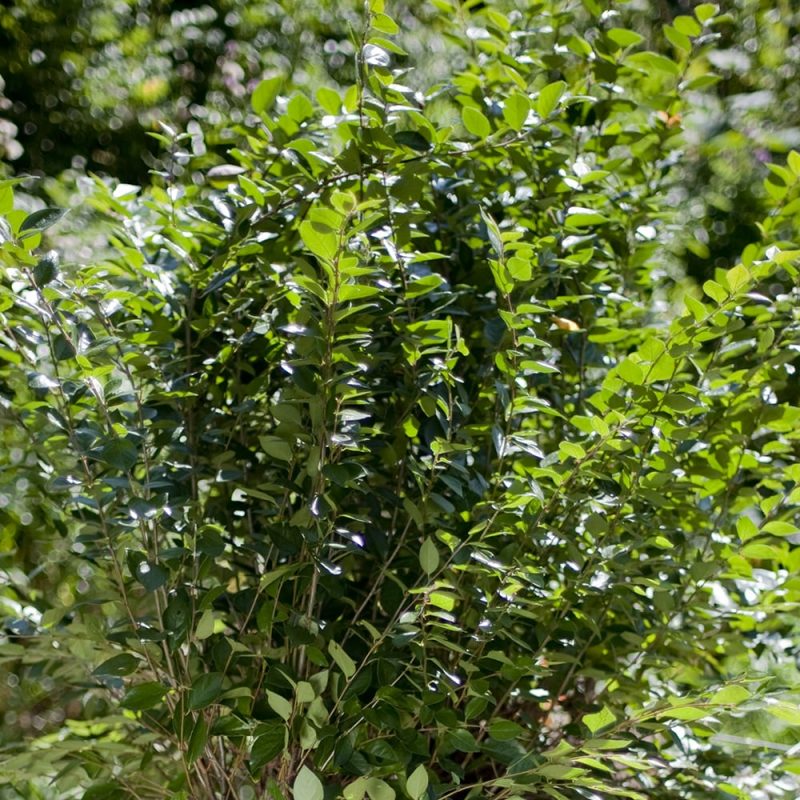 Kiiltotuhkapensas Cotoneaster lucidus