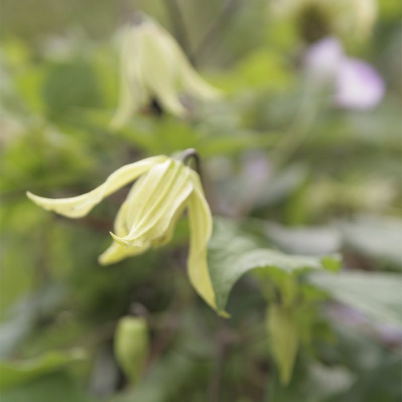 Kiinankeltakärhö Clematis tangutica