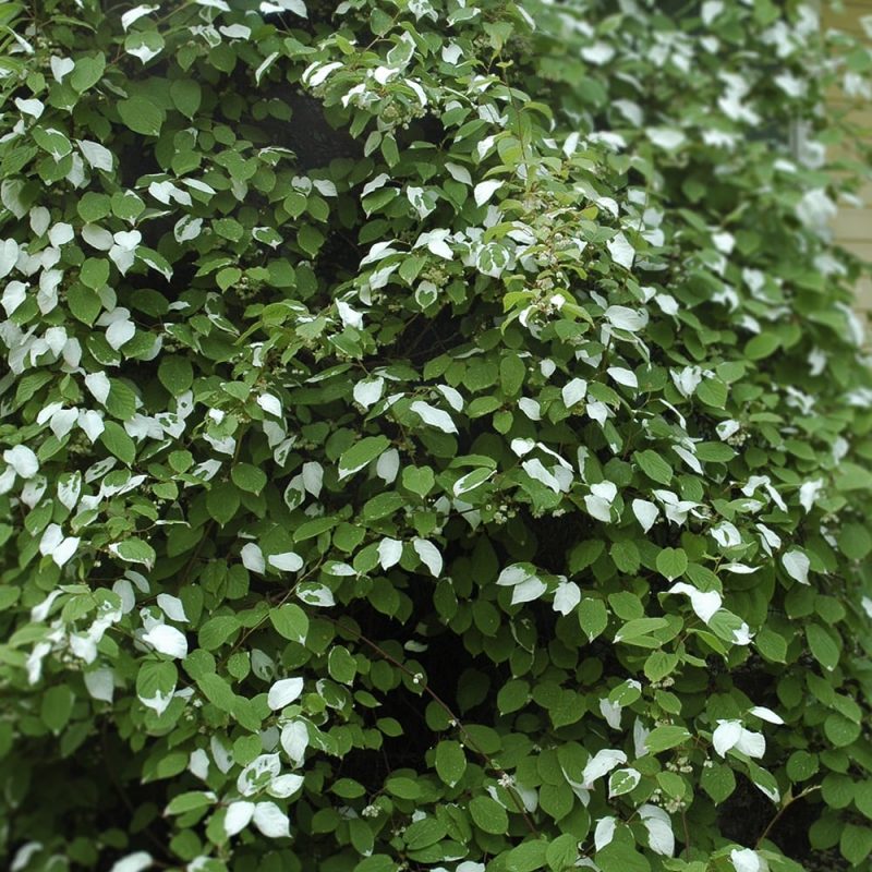 Kiinanlaikkuköynnös Actinidia kolomikta