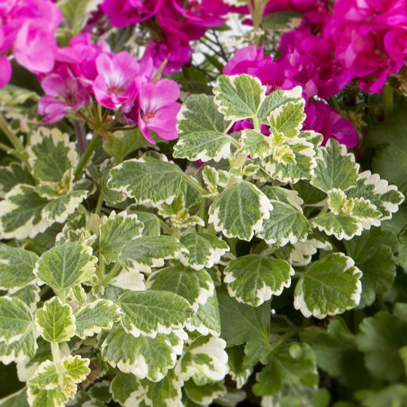 Kirjoliisukka Plectranthus forsteri 'Marginatus'